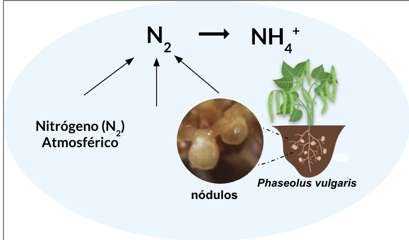 Bean–Rhizobium symbiosis