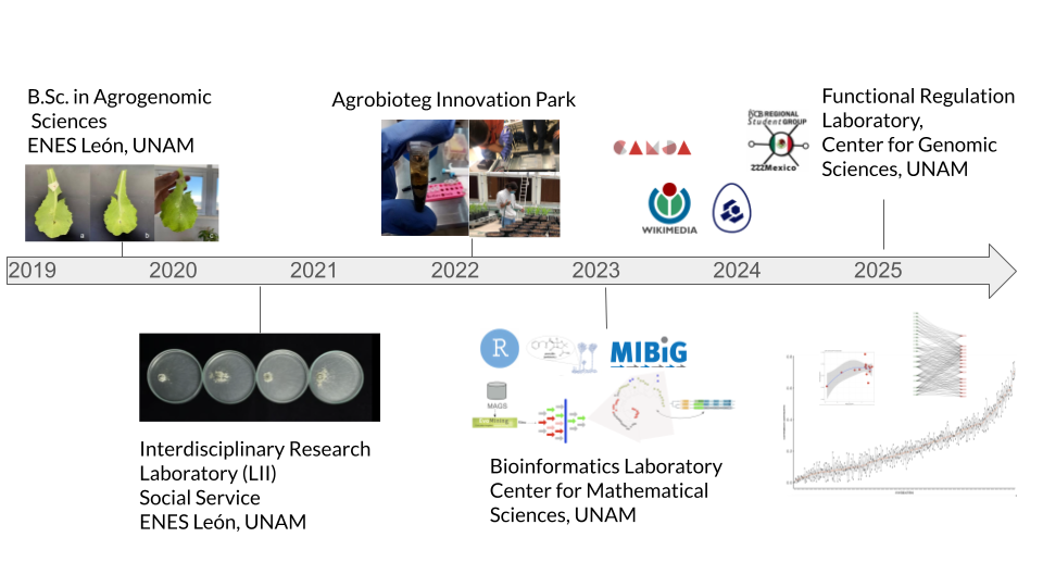 Timeline of academic and professional experience